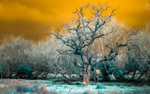 949820 (a): :2560x1600